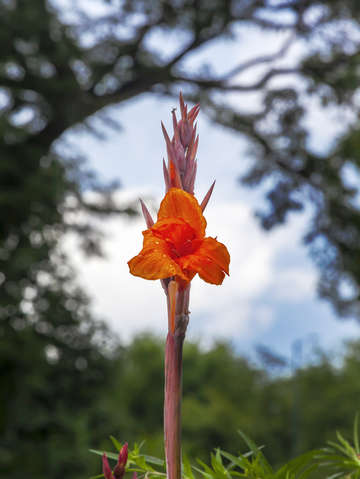 Lily and raindrops 2