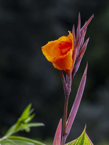 Lily and raindrops 2 2