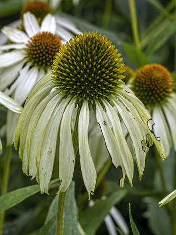 Echinacea 2