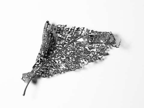 Leaf 1