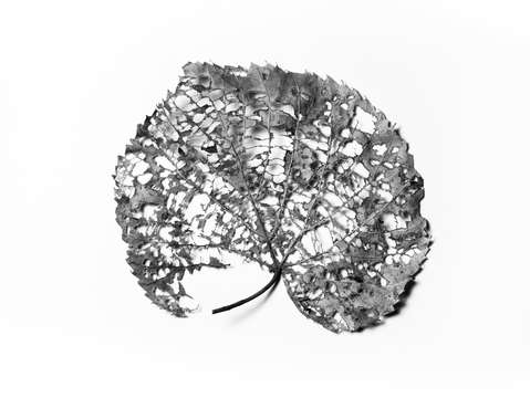 Leaf 2 2