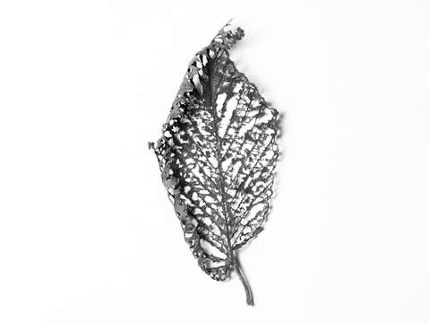 Leaf 3 2
