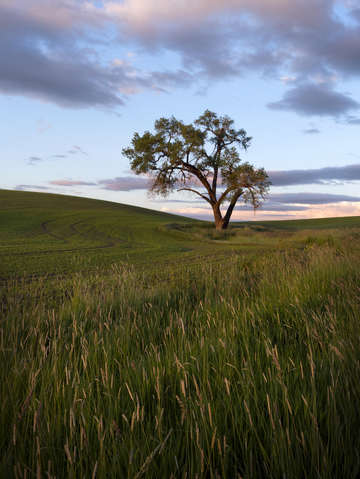 Cottonwood 2 2