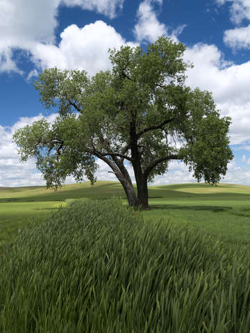 Cottonwood 1