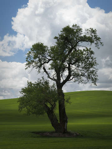 Cottonwood 3