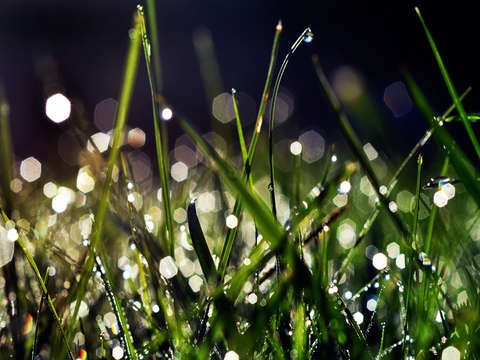 Early morning dew