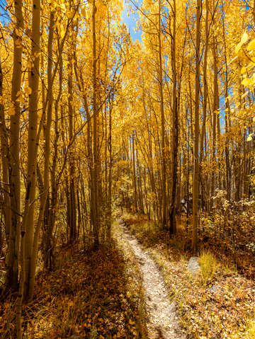 Trail to the gold