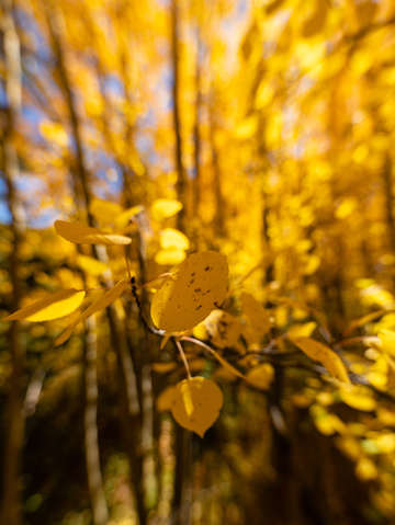 Leaves 3