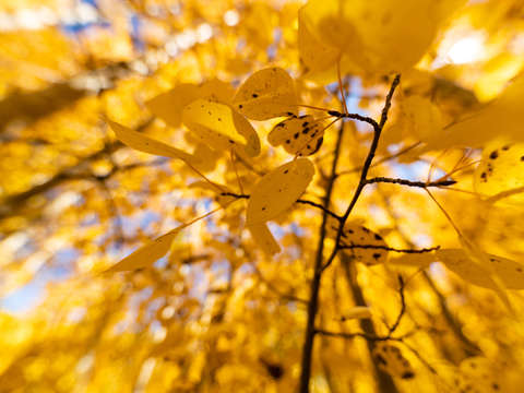 Gold 6