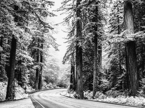 Road through the silver forest