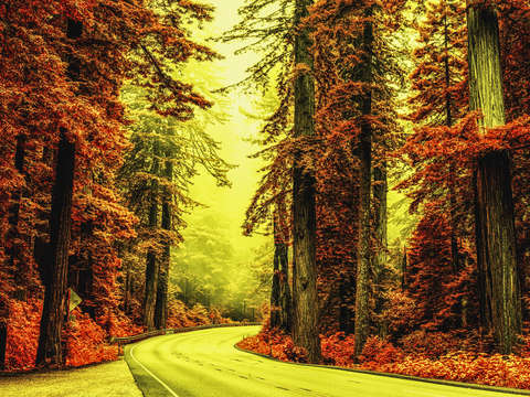 Road through the red forest