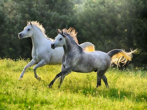 Perfection in motion