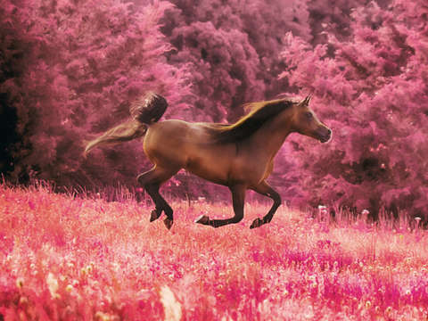 Pink gallop