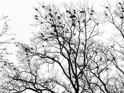 The birds 2