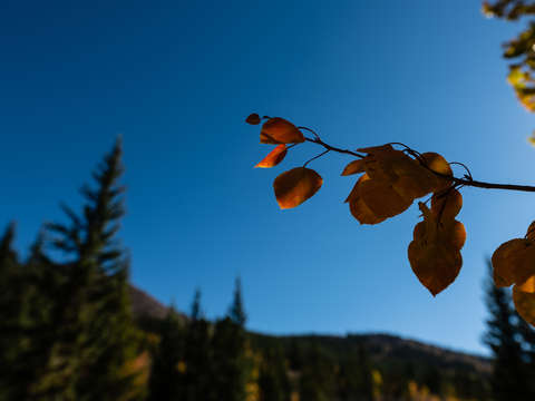 Dappled fall leaves