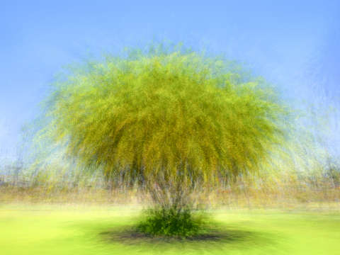 Big palm in the park