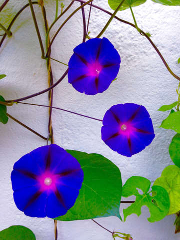 Three flowers