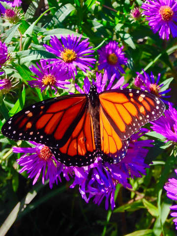 Monarch 3