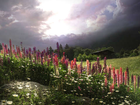 Swiss mountain lupine