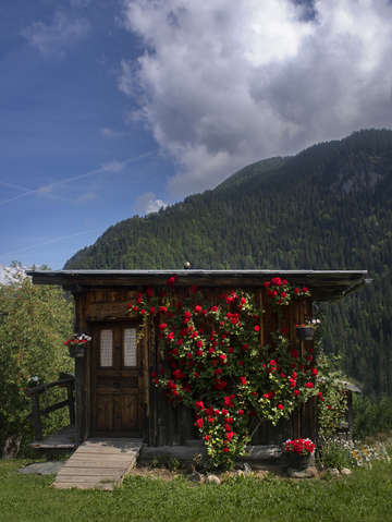 Raising roses