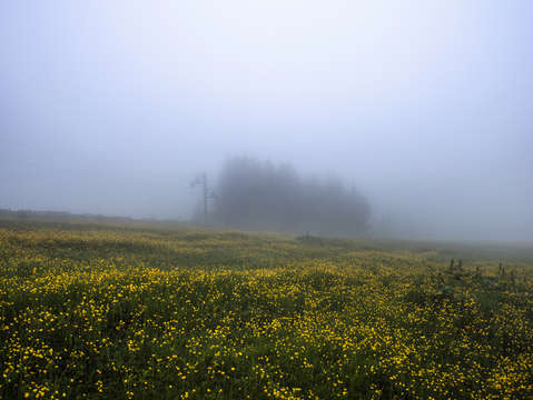 Morning fog 4