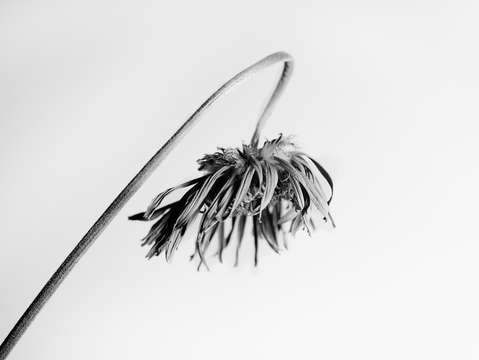 End of the bloom