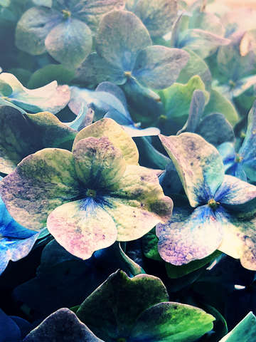 Hydrangea 6