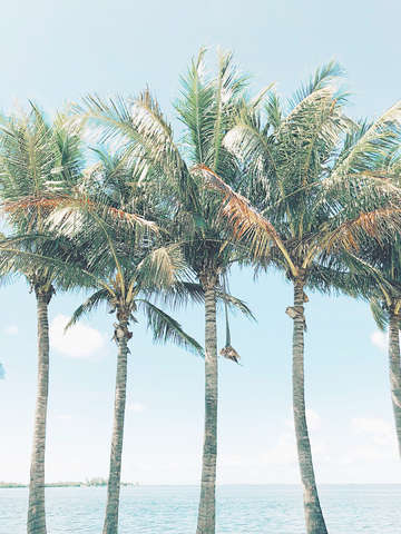 Tropical palm trees