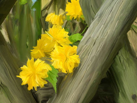 Yellow flowers and fence