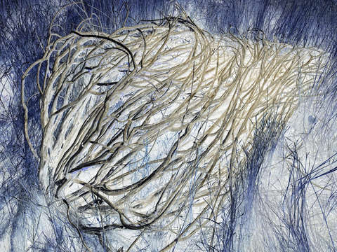 Blue tumbleweed 03664