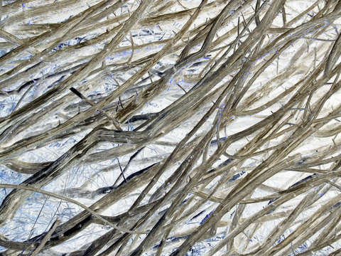 Tumbleweed 03662