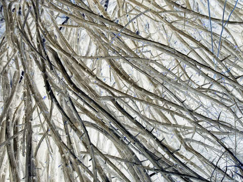 Tumbleweed 03661