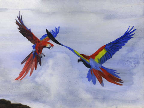 Parrots of Dolores Park