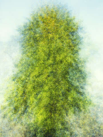 Bellezza in verde