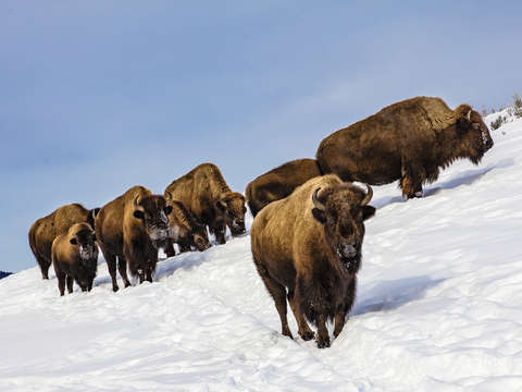 Big sky bison