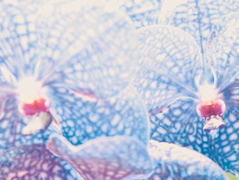 Orchid 10