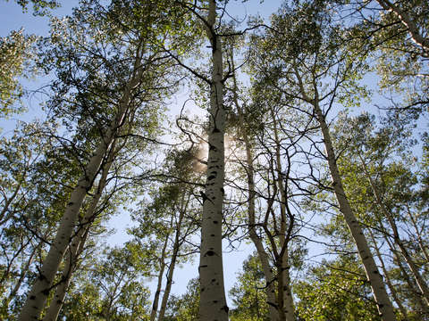Aspen