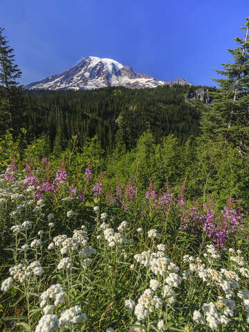 Mount rainier 3