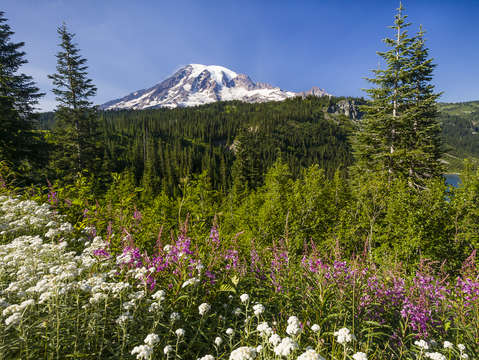 Mount rainier 4