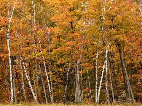 Autumn glory