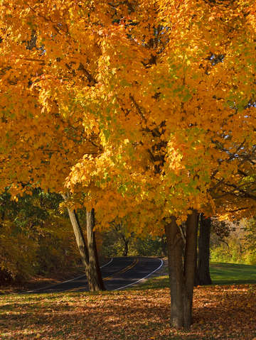 Fall colors 4
