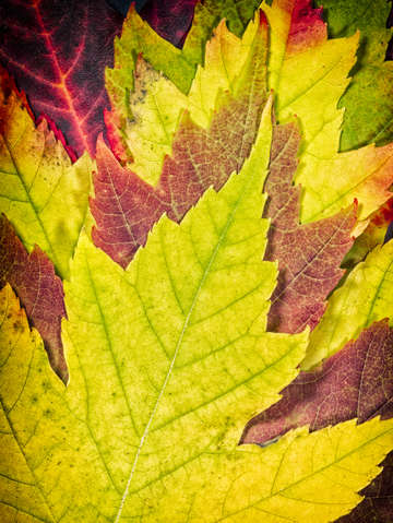 Autumn maple leaves