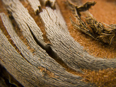 Sandy driftwood macro 2
