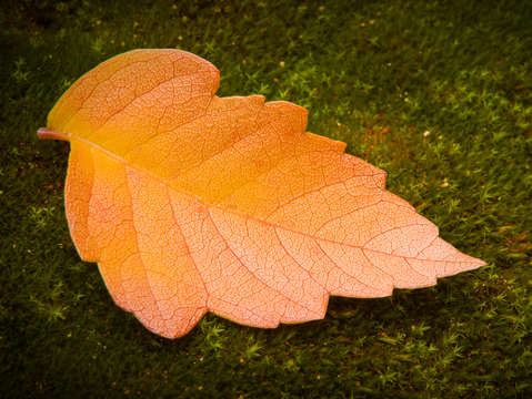 Autumn leaf macro