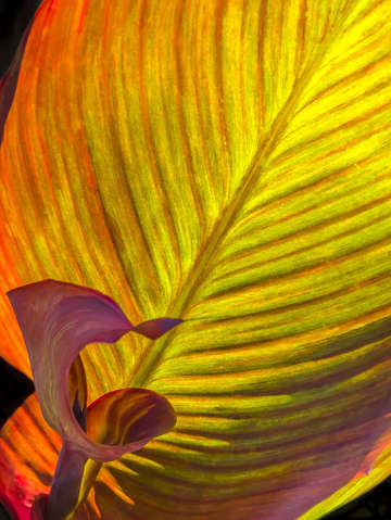 Back lit banana leaves