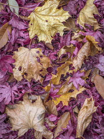 Red and norway maple leaves