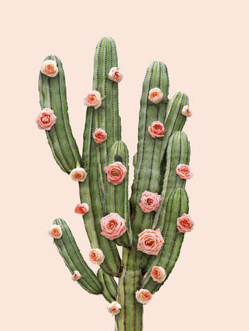 Cactus and roses