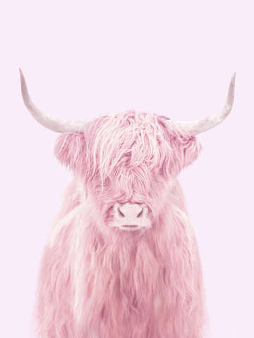 Highland cow