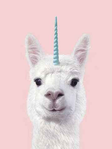 Alpaca unicorn