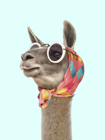 Fashion lama
